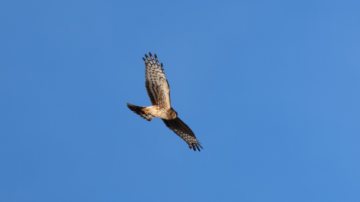 Northern Harrier - ML647287944