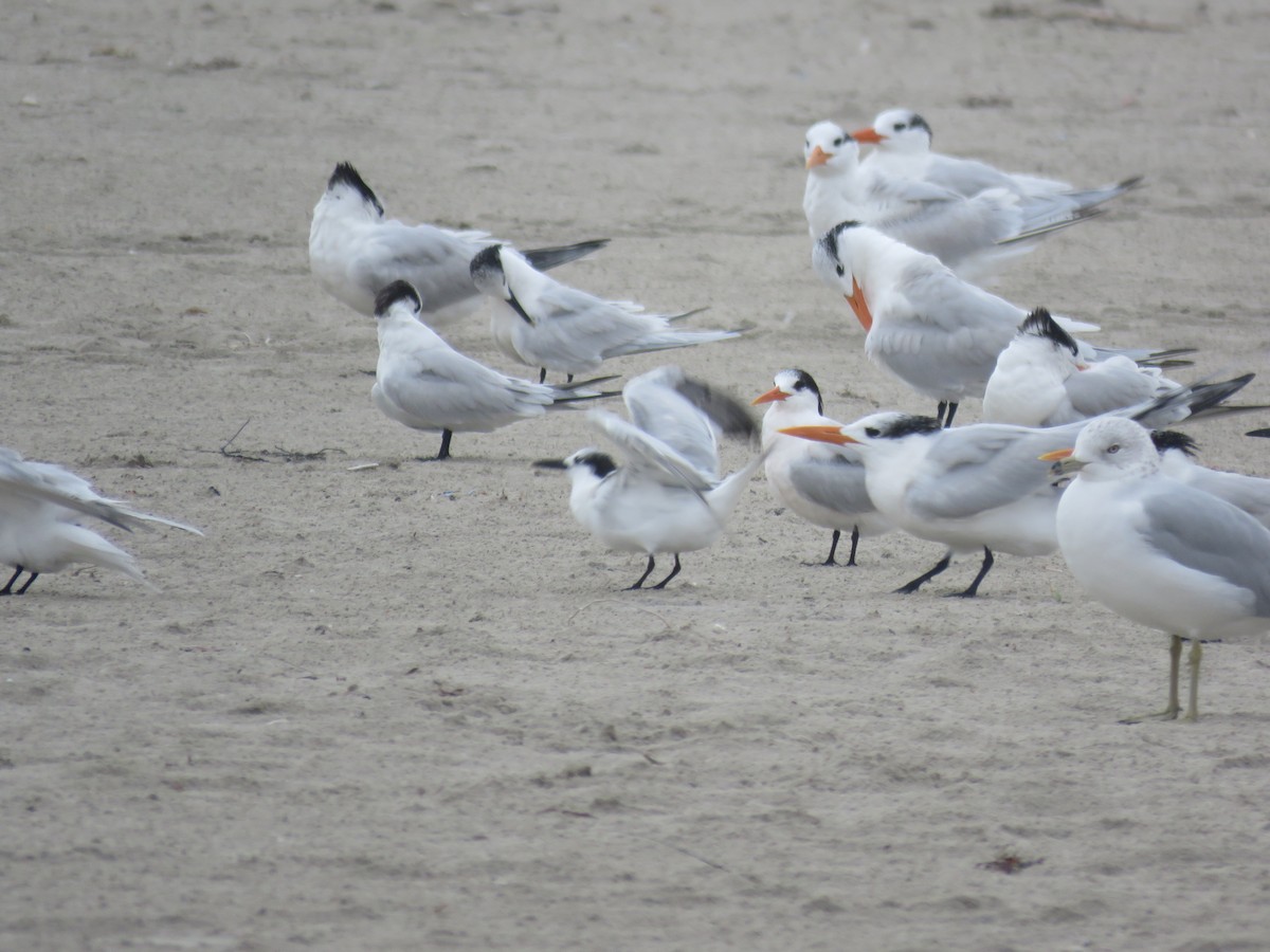 Elegant Tern - ML647287950