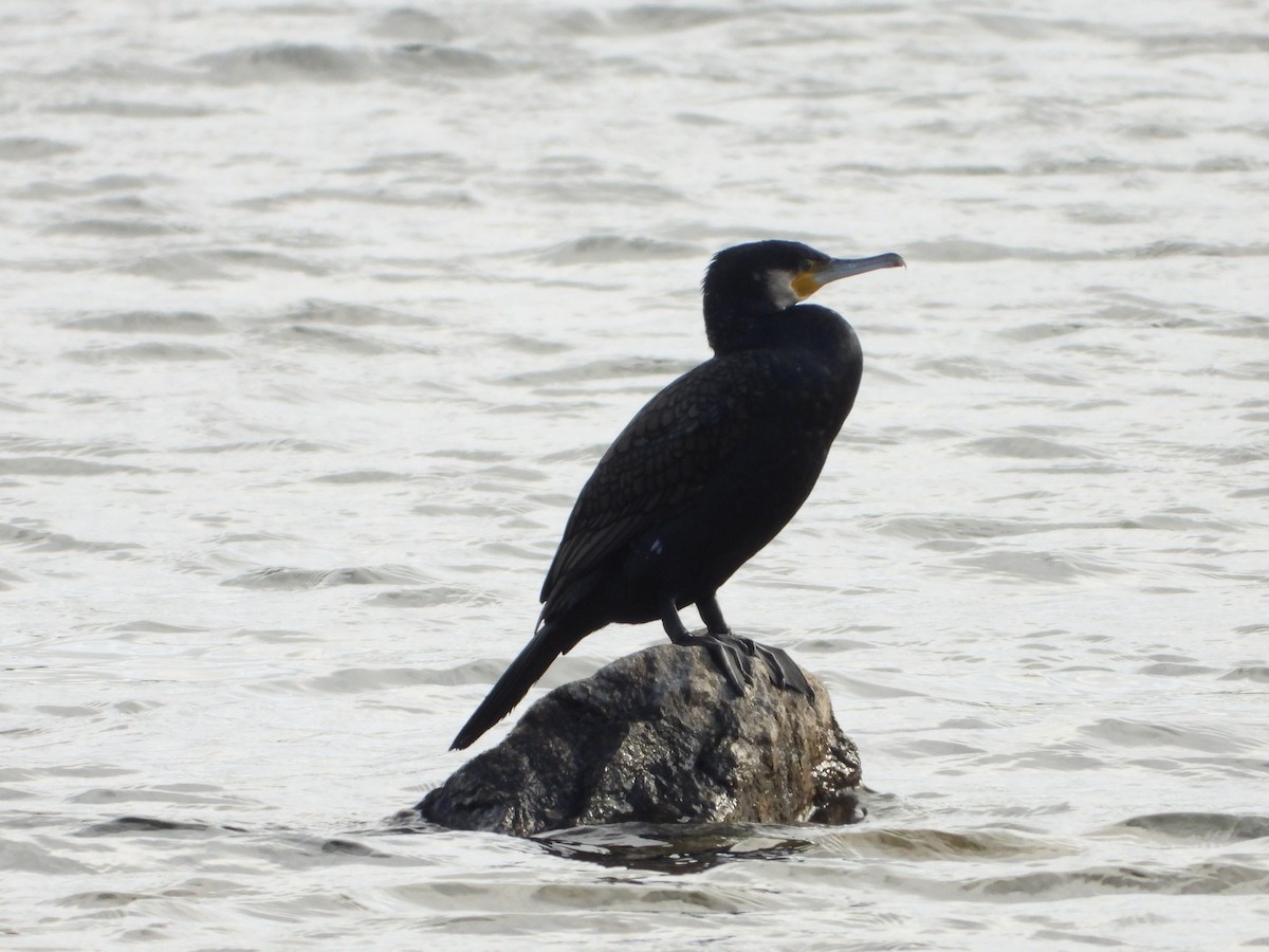 Great Cormorant - ML647287951