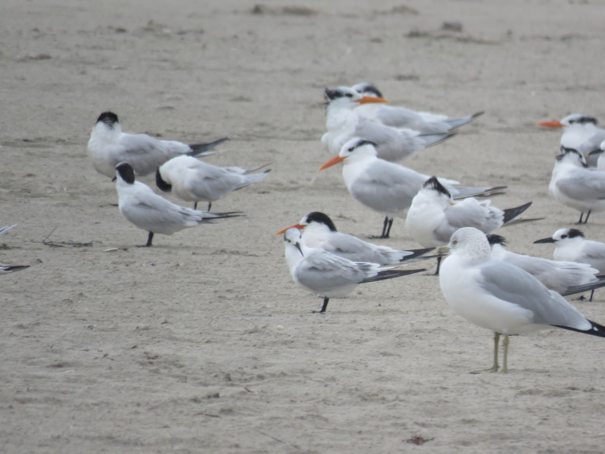 Elegant Tern - ML647287957