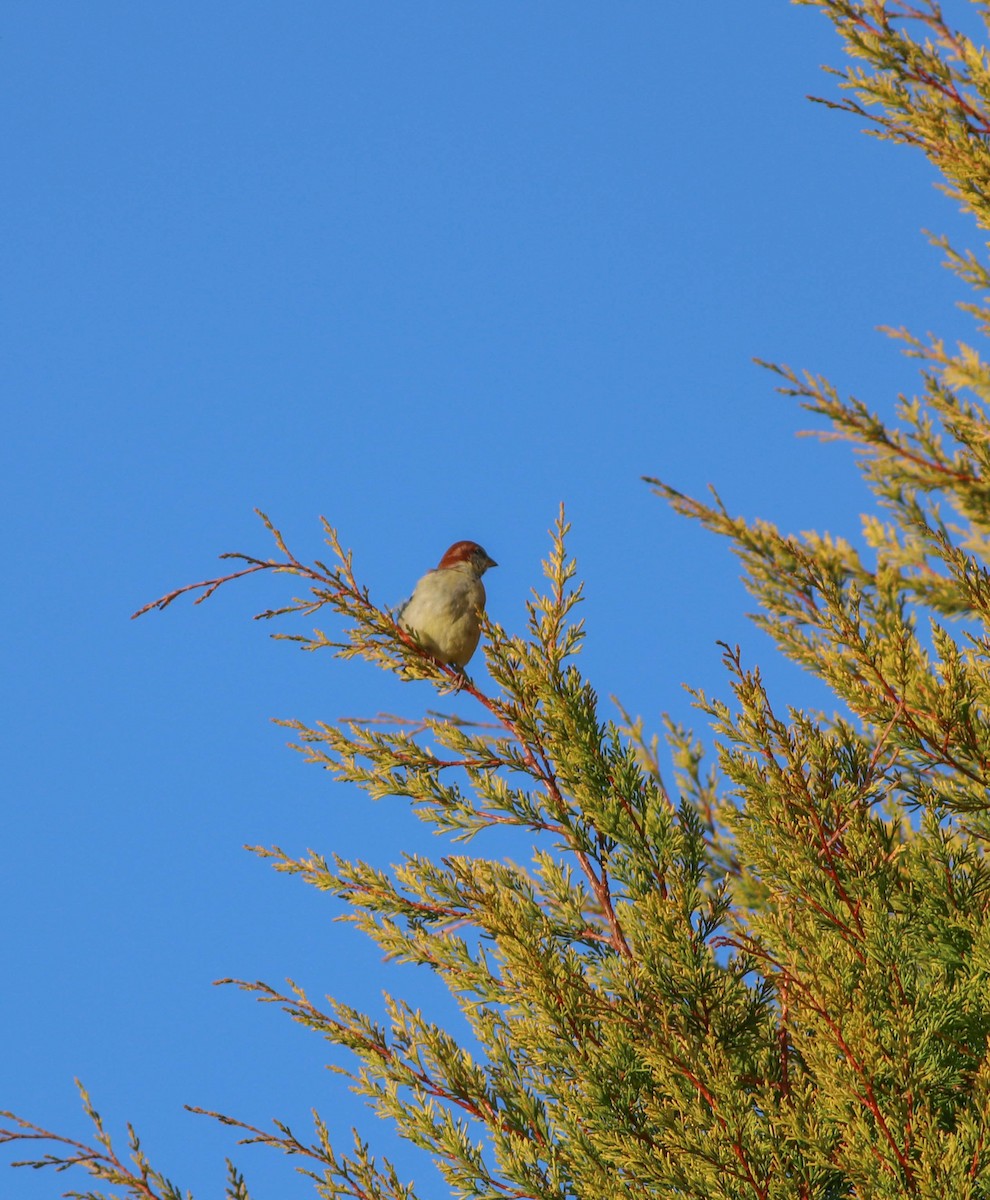 Russet Sparrow - ML647287958