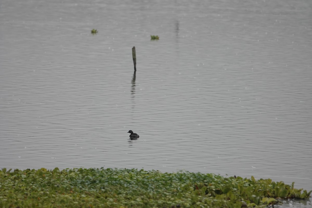 Least Grebe - ML647287962