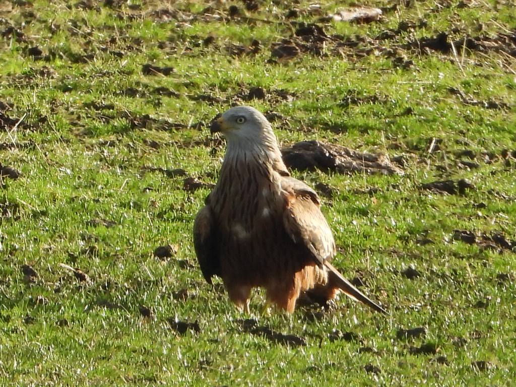 Red Kite - ML647287969