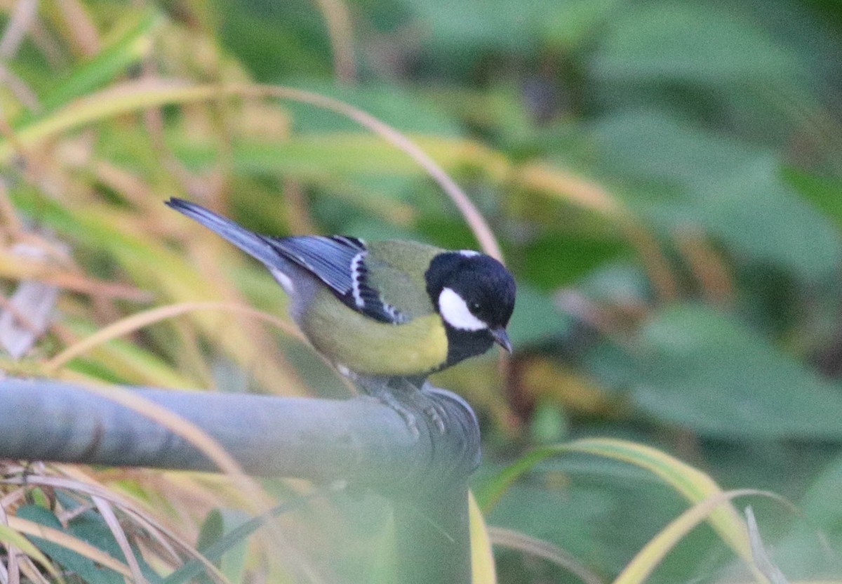 Green-backed Tit - ML647287980