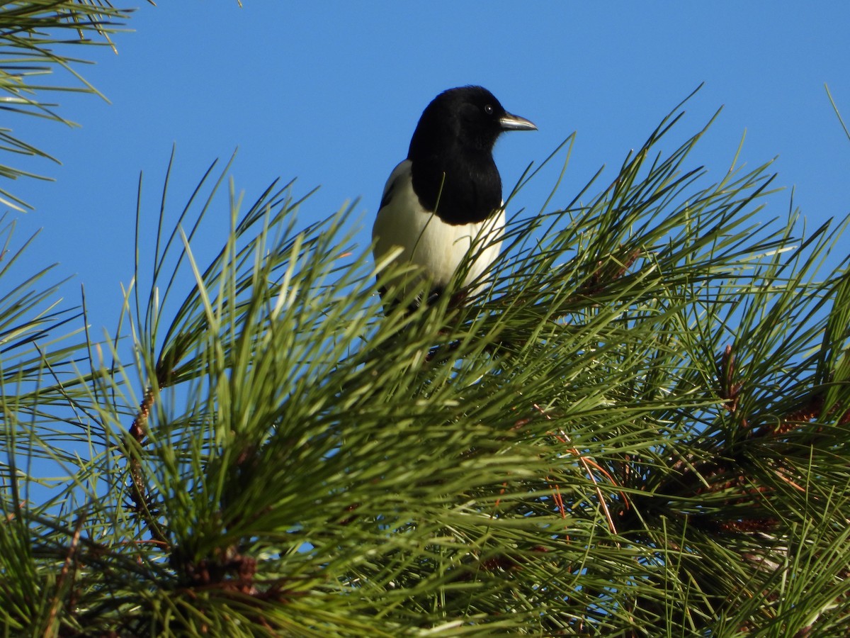 Eurasian Magpie - ML647287981