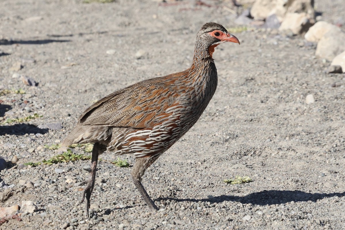 Graubrustfrankolin - ML647287982