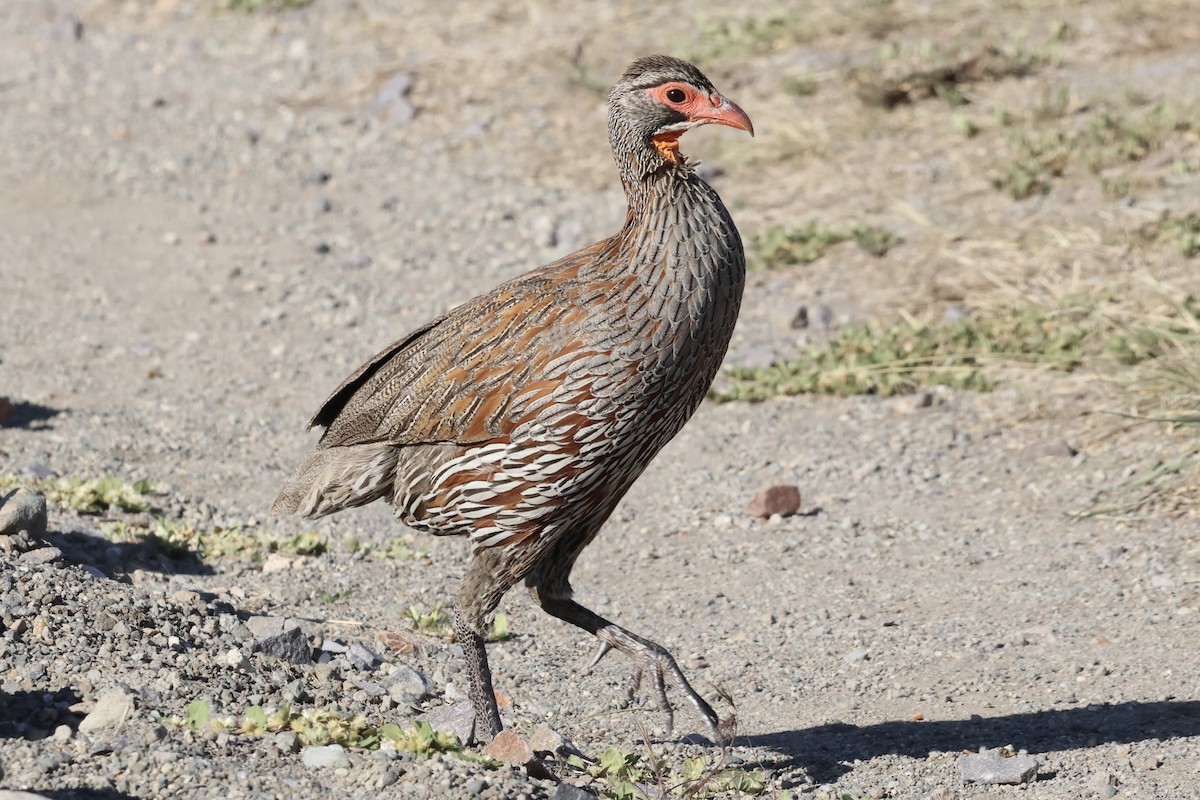 Graubrustfrankolin - ML647287983