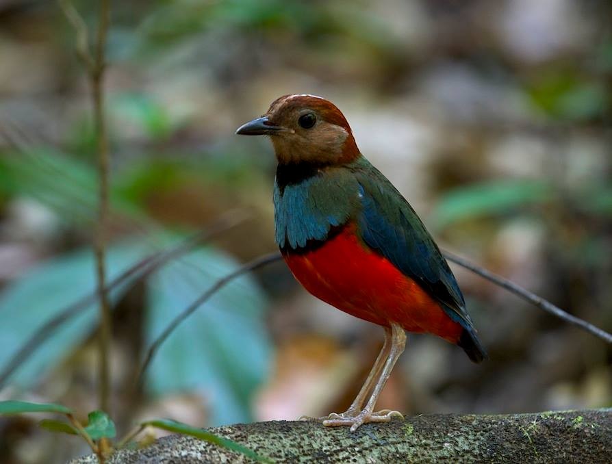 Sulawesi Pitta (Sulawesi) - ML647287986