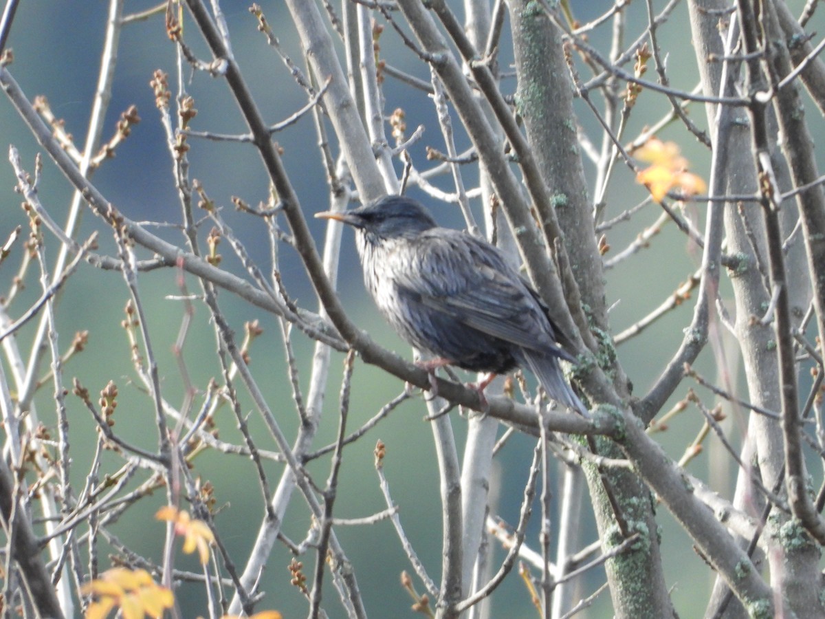 Étourneau unicolore - ML647287993