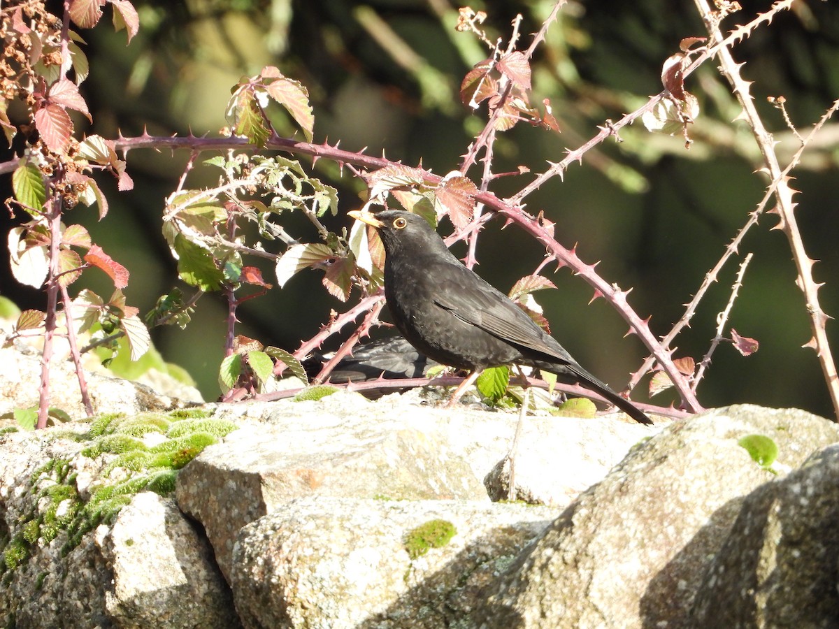 Eurasian Blackbird - ML647288002