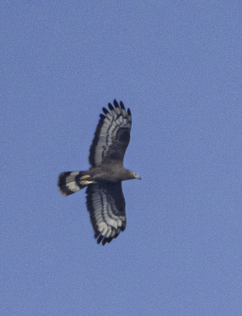אייה מזרחית - ML647288024