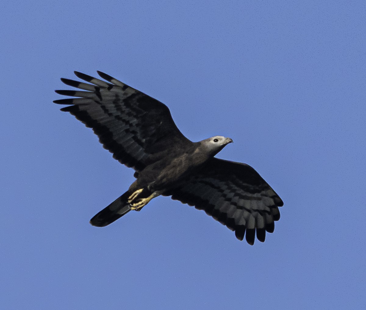 אייה מזרחית - ML647288025