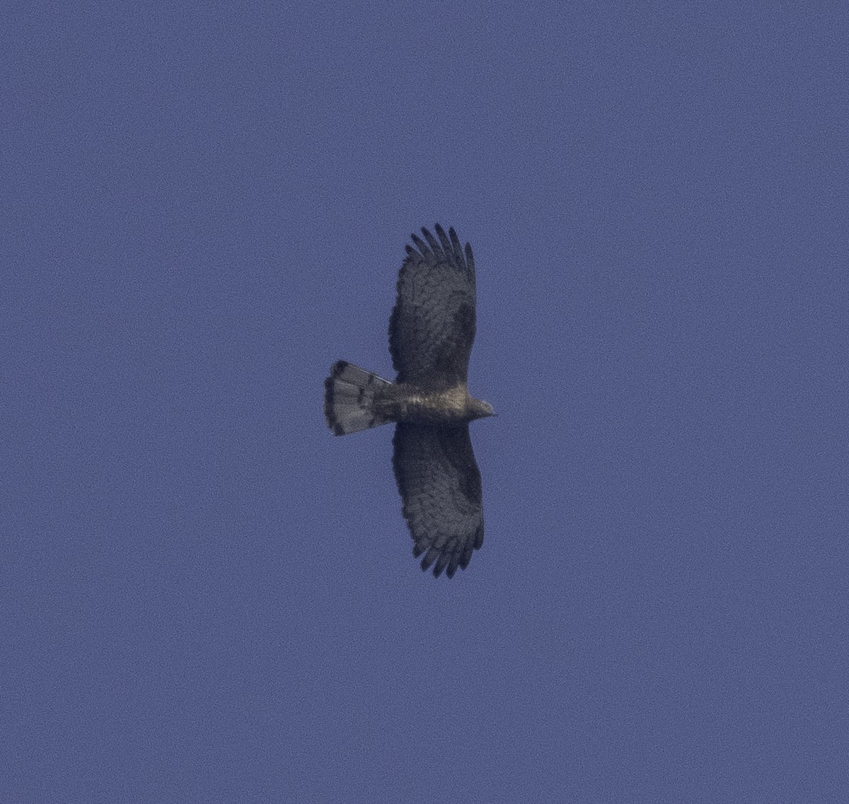 אייה מזרחית - ML647288027