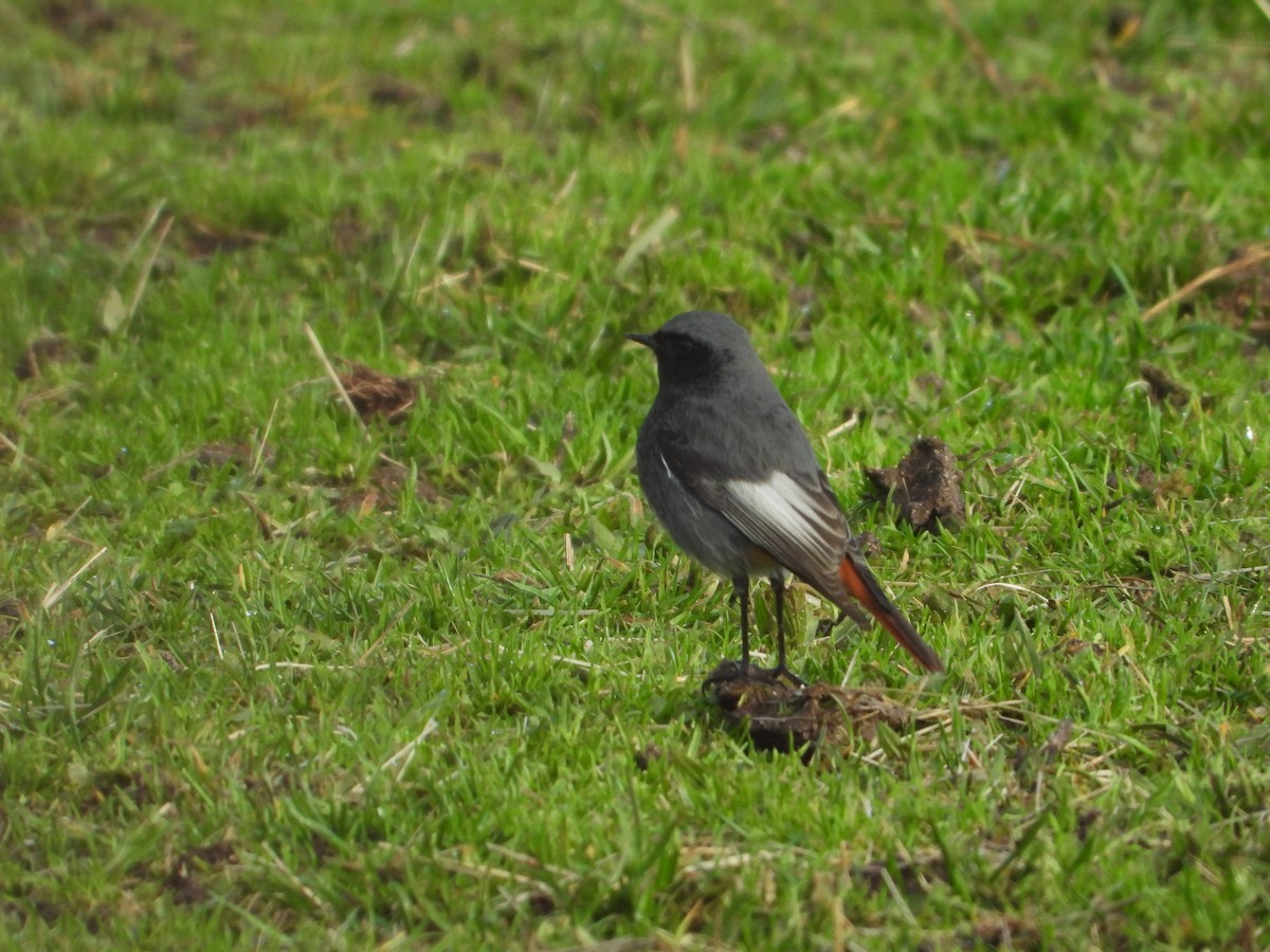 Black Redstart - ML647288045