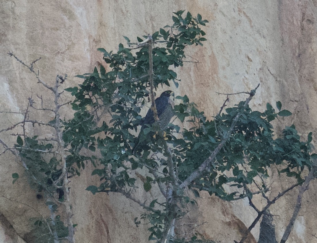 sokol stěhovavý - ML647288047