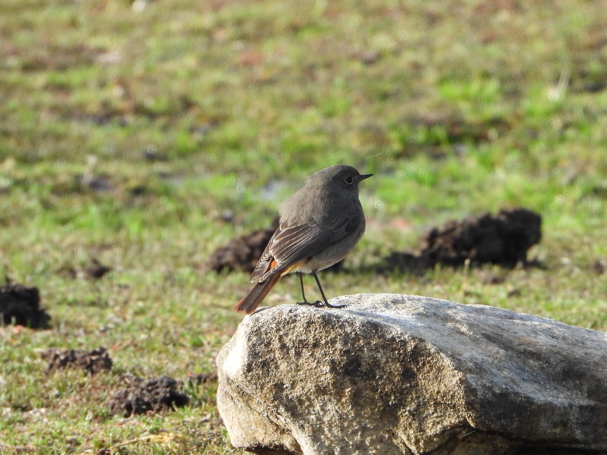 Black Redstart - ML647288049