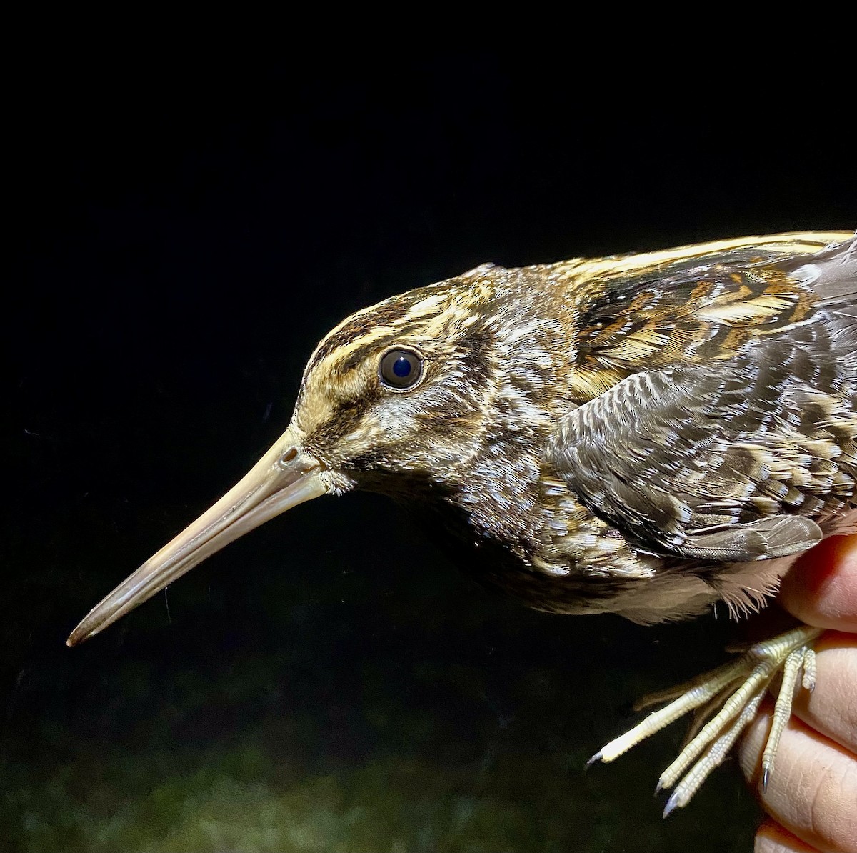 Jack Snipe - ML647288051