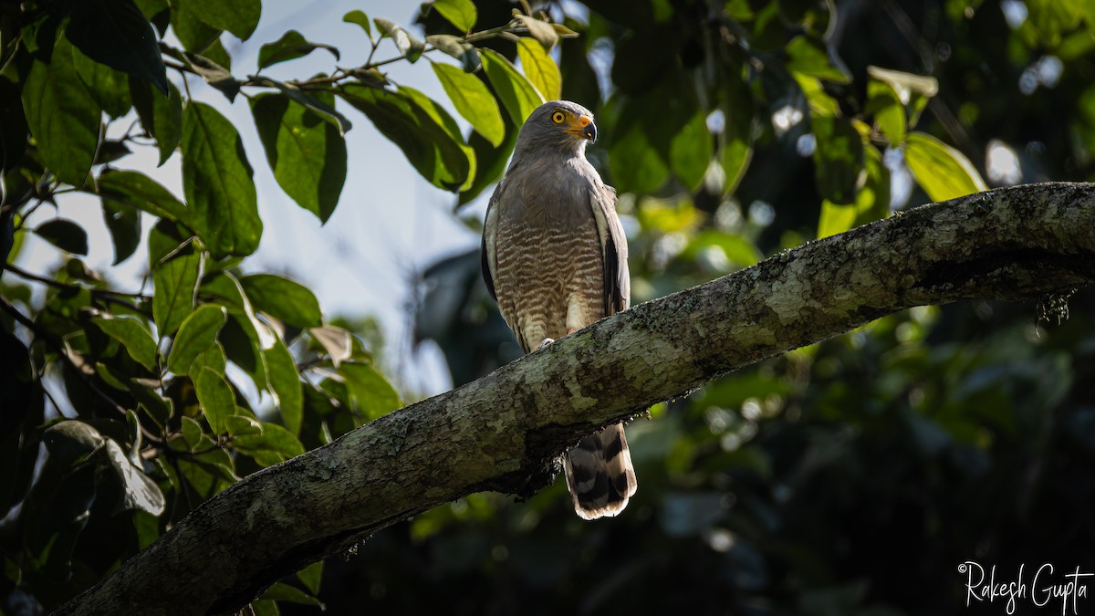 Roadside Hawk - ML647288055
