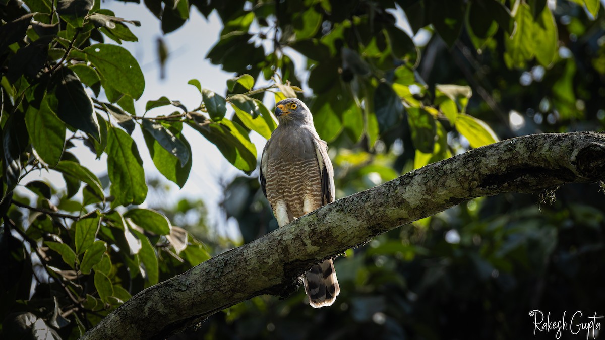 Roadside Hawk - ML647288056