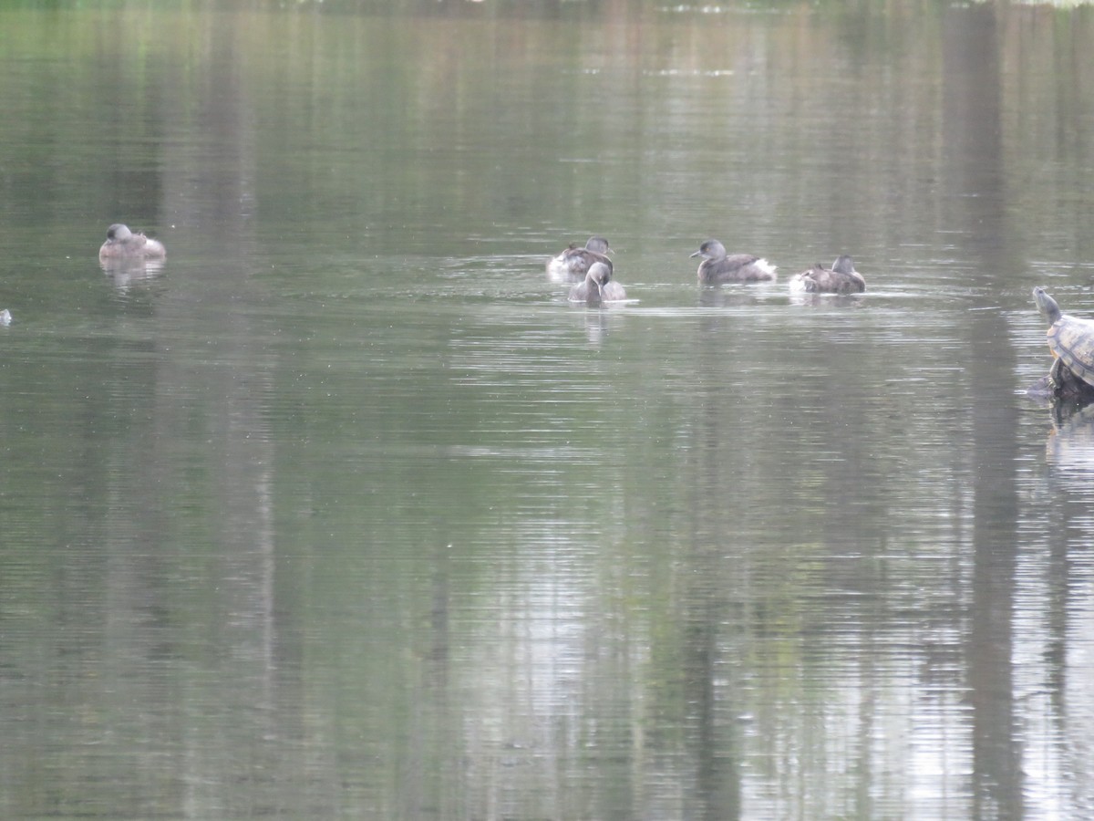 Least Grebe - ML647288059