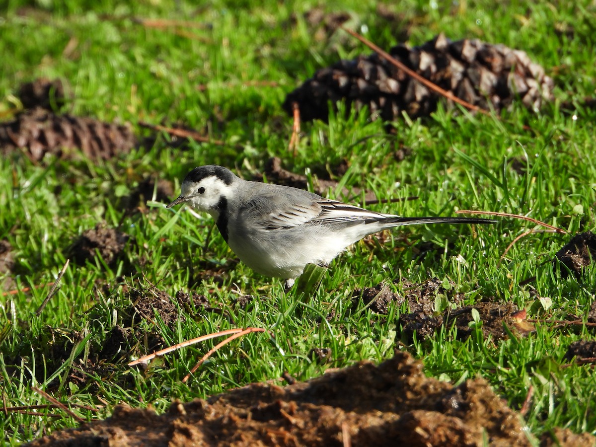 White Wagtail - ML647288064