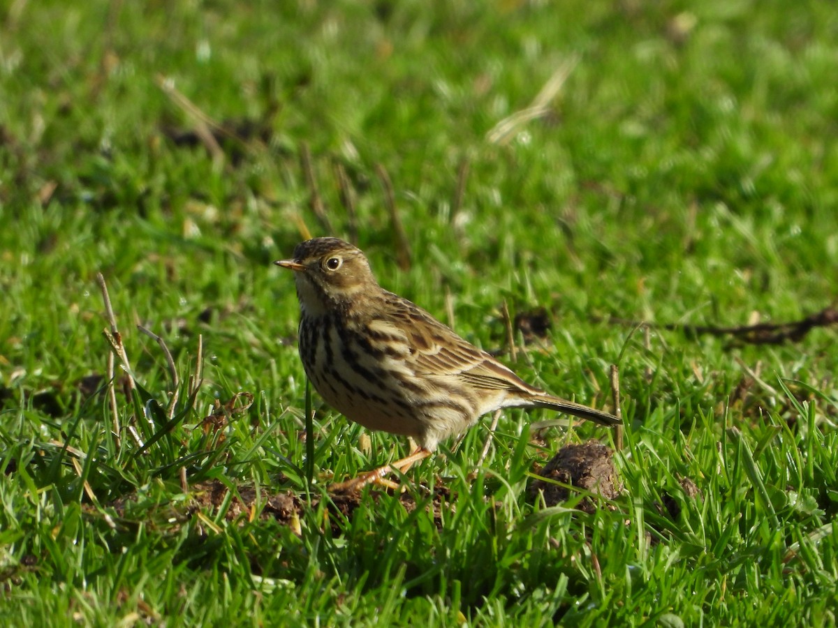 Meadow Pipit - ML647288075