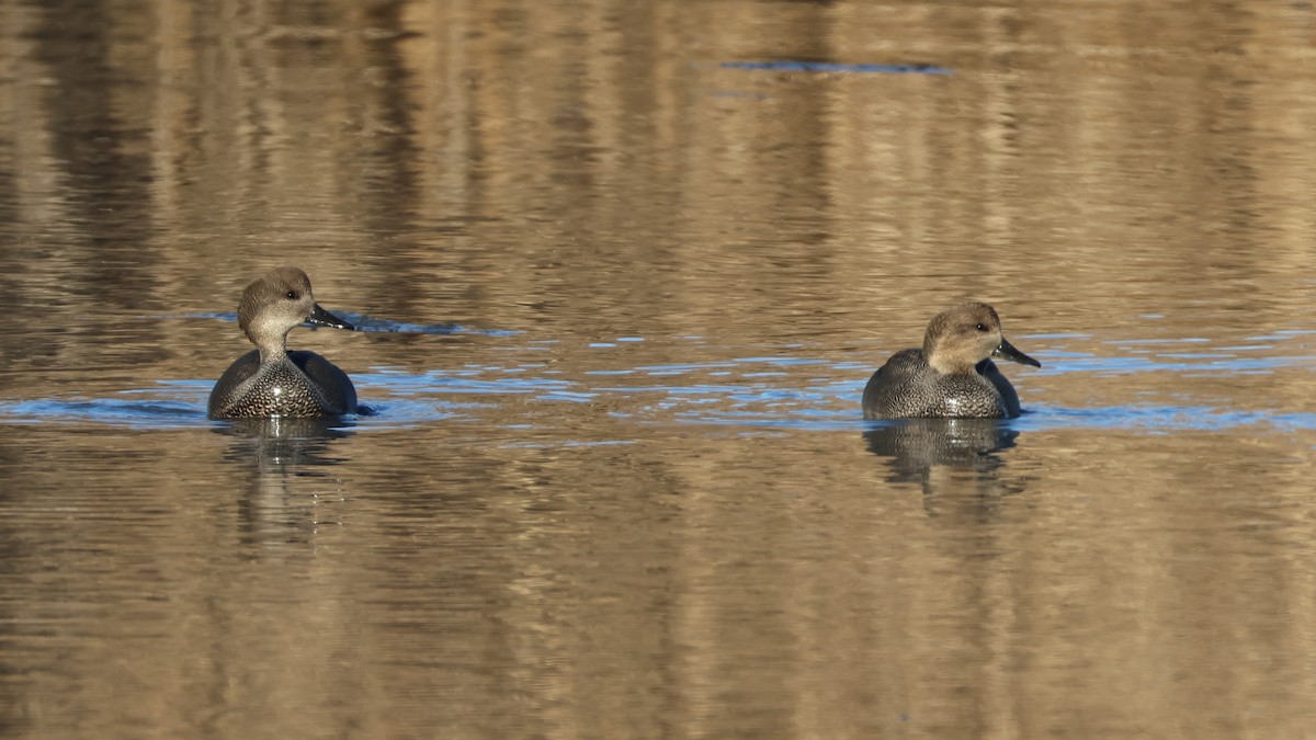 Canapiglia - ML647288079