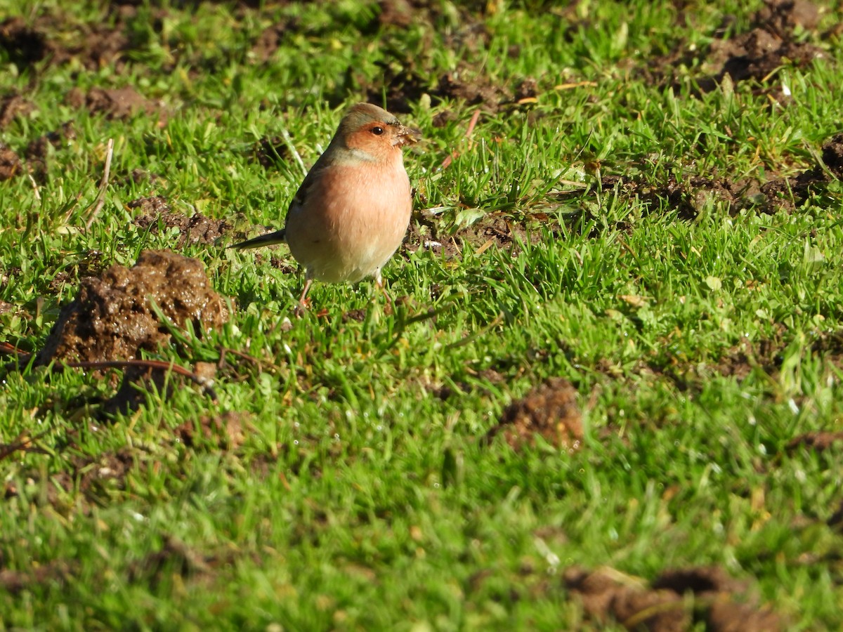 Common Chaffinch - ML647288090
