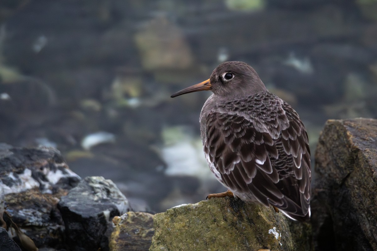 Purple Sandpiper - ML647288092