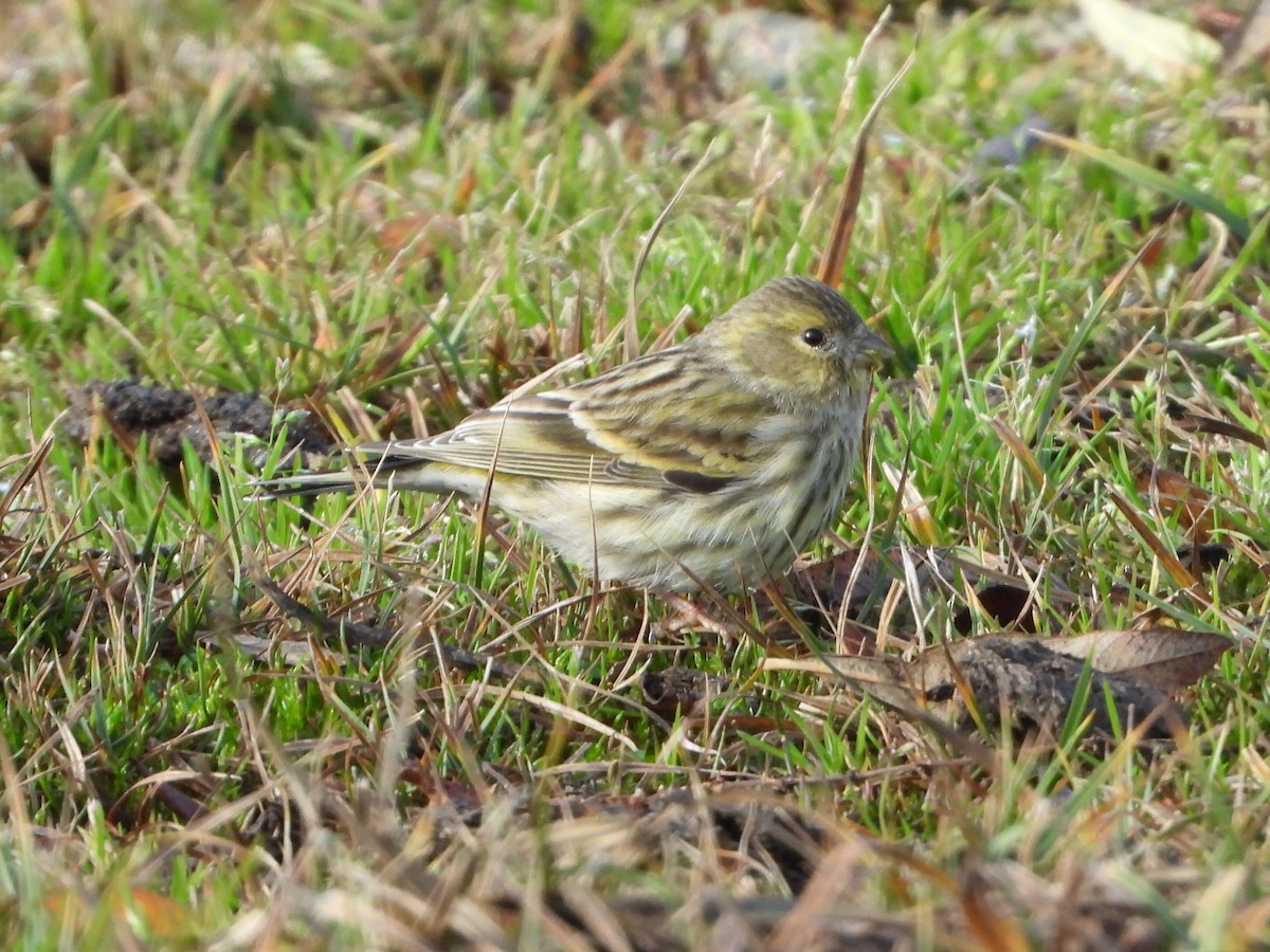 European Serin - ML647288101