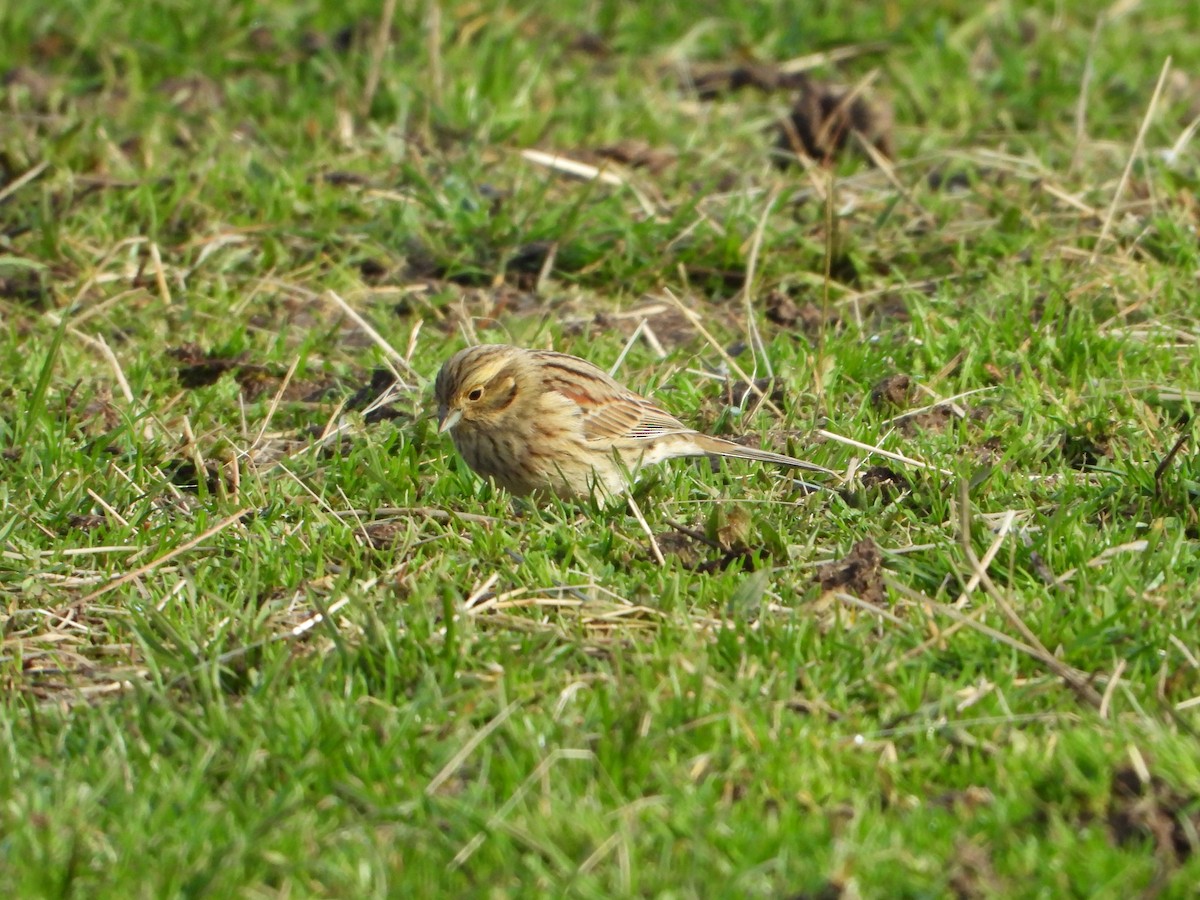 Cirl Bunting - ML647288110