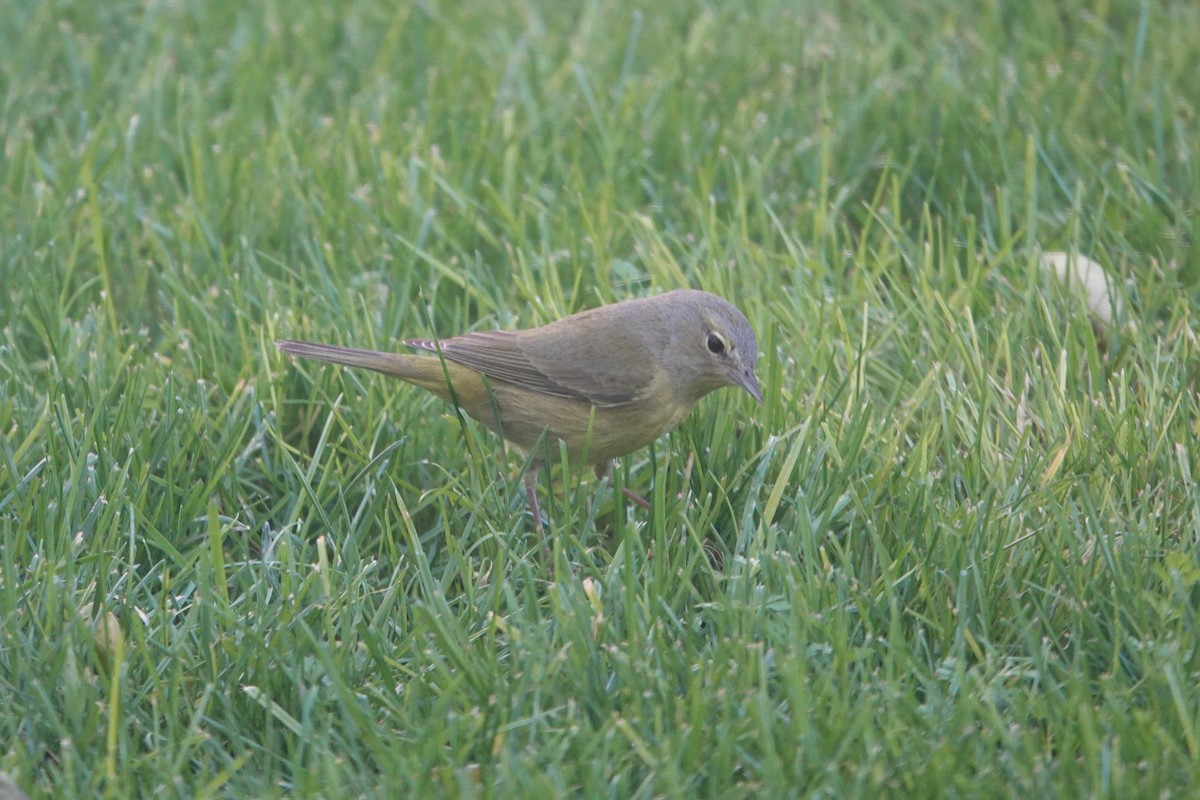 Orange-crowned Warbler - ML647288114