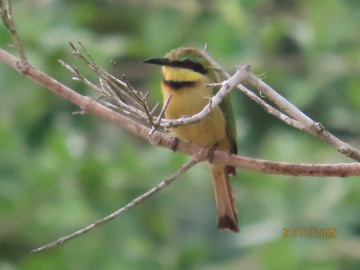 Little Bee-eater - ML647288120