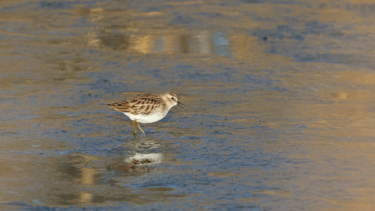 Gambecchio americano - ML647288122