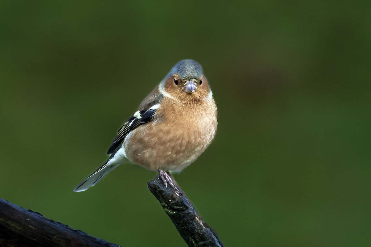 Зяблик звичайний - ML647288128