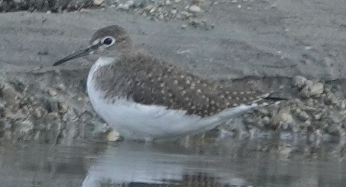 Solitary Sandpiper - ML647288133