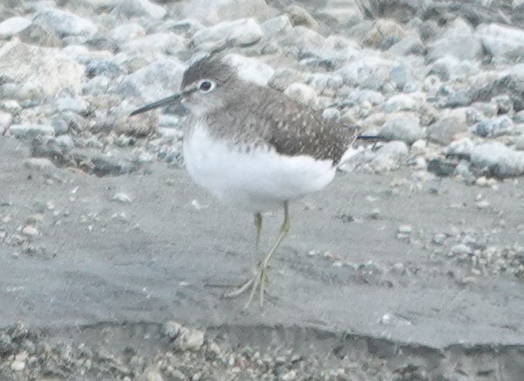 Solitary Sandpiper - ML647288136