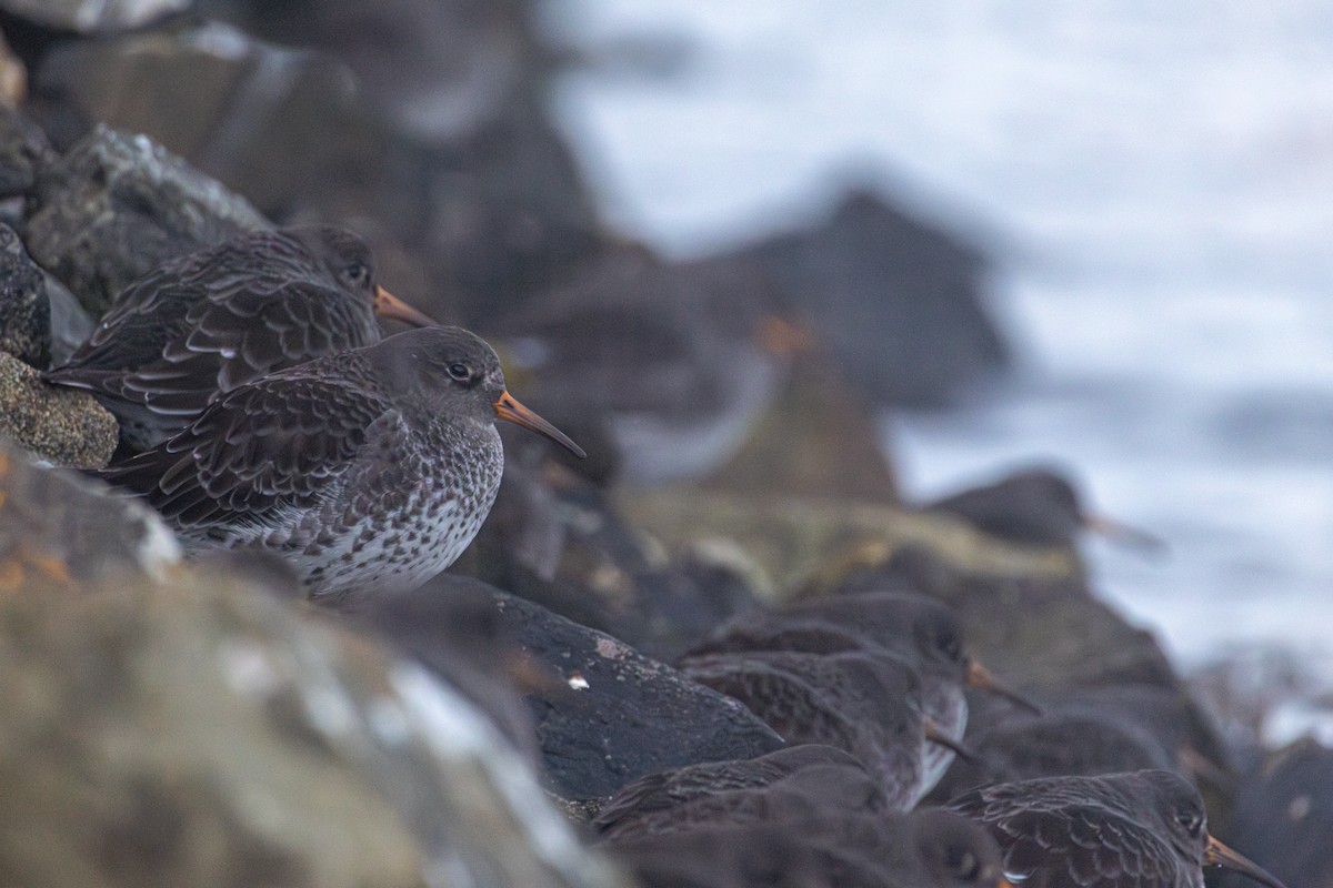 Purple Sandpiper - ML647288143