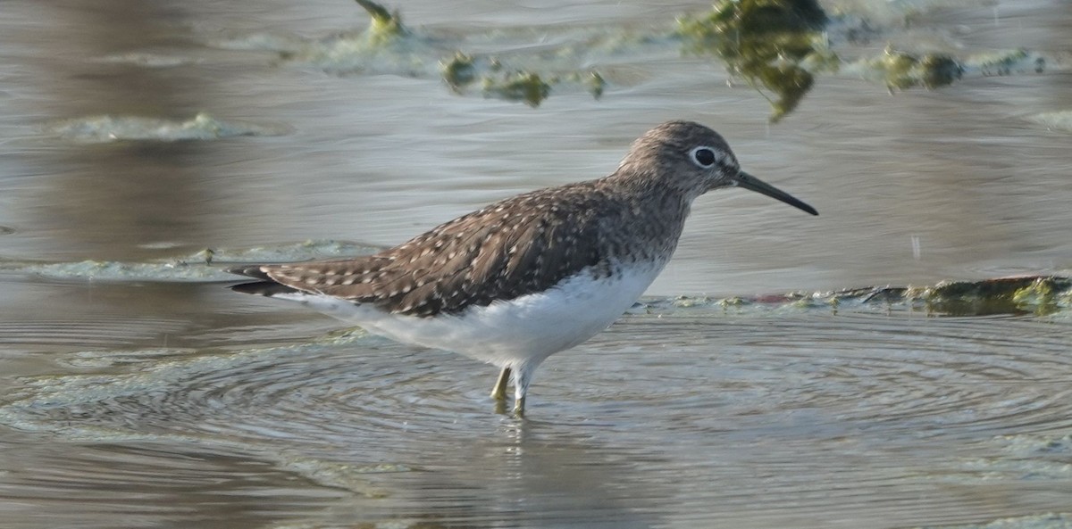 Solitary Sandpiper - ML647288156