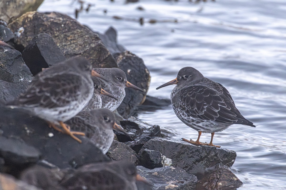 Purple Sandpiper - ML647288160