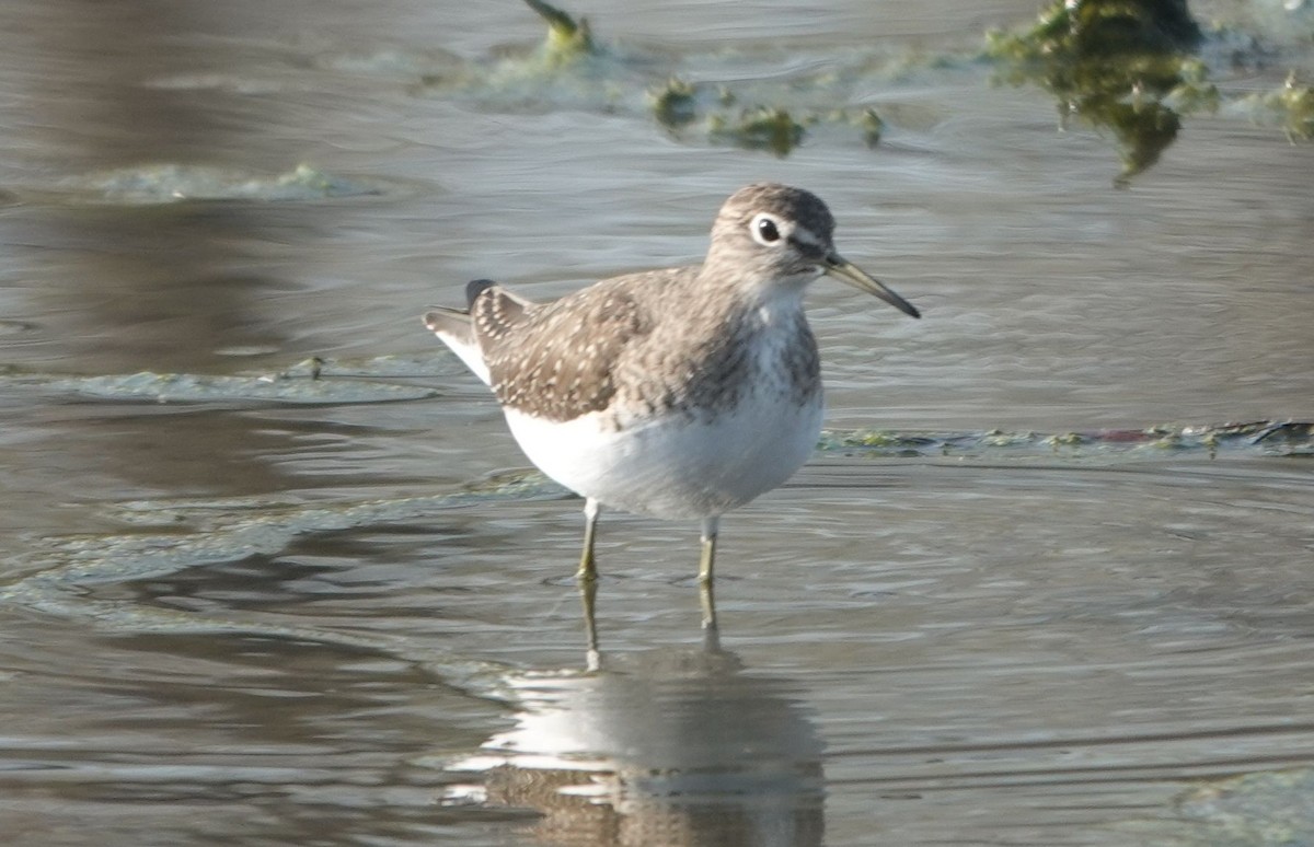 Solitary Sandpiper - ML647288161