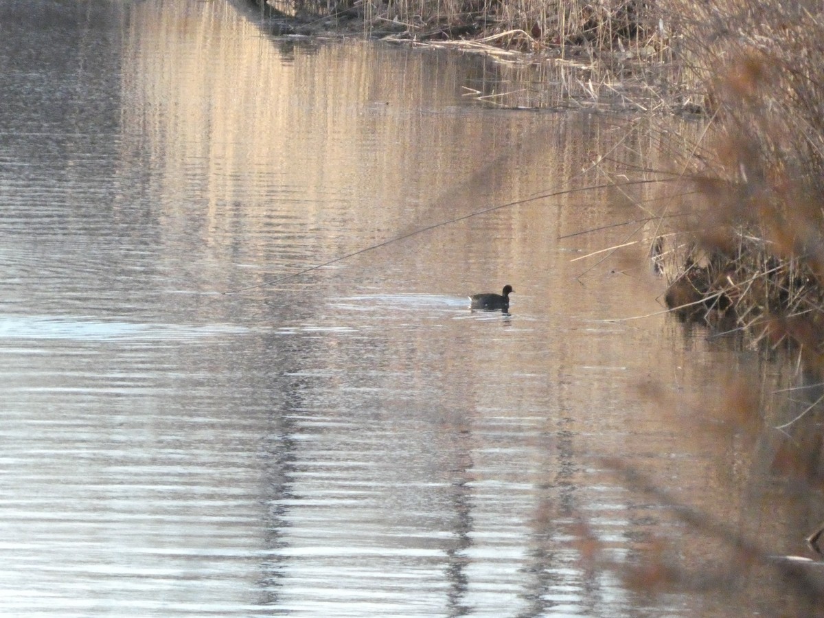 Focha Americana - ML647288180