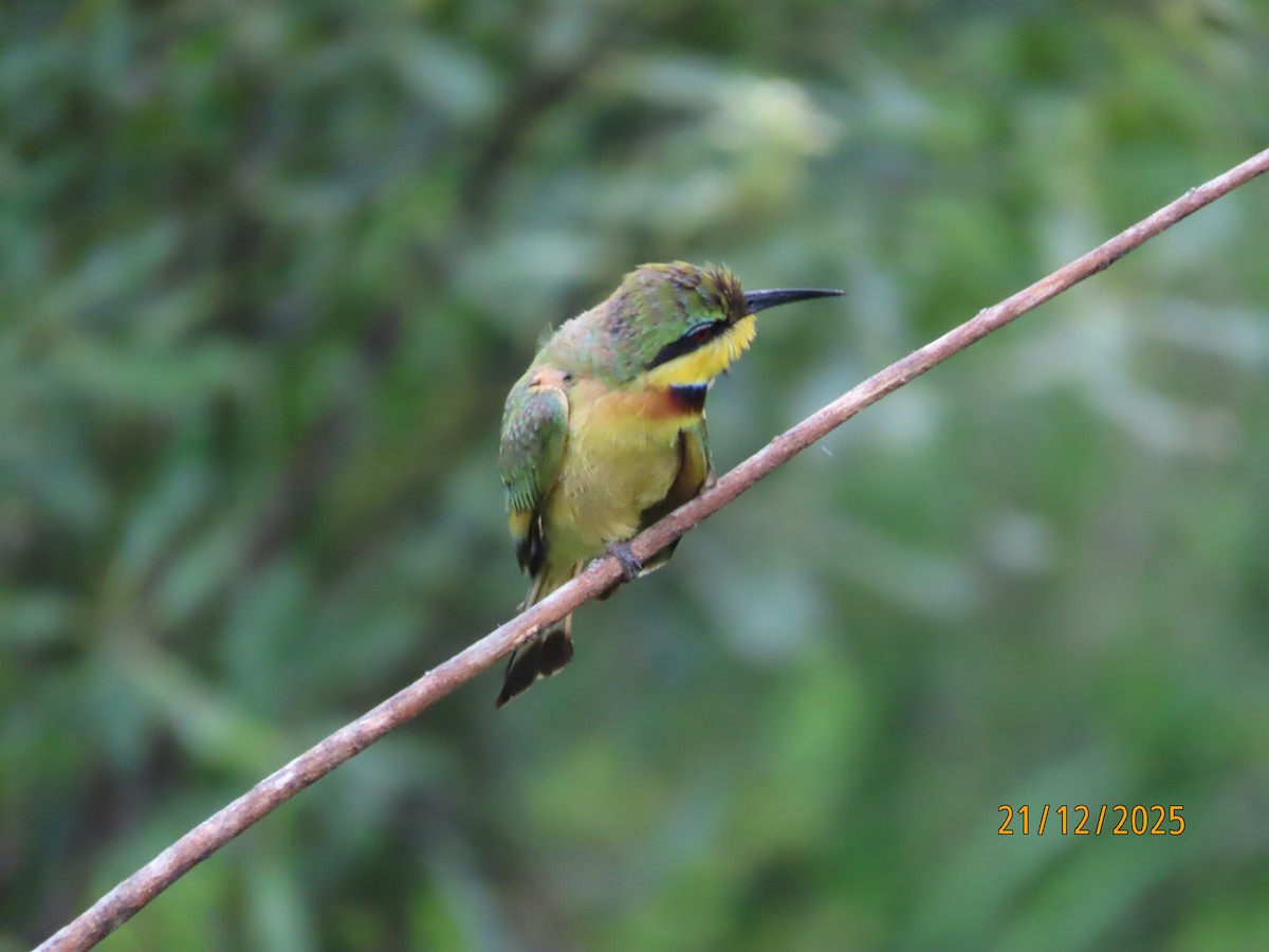 Little Bee-eater - ML647288182