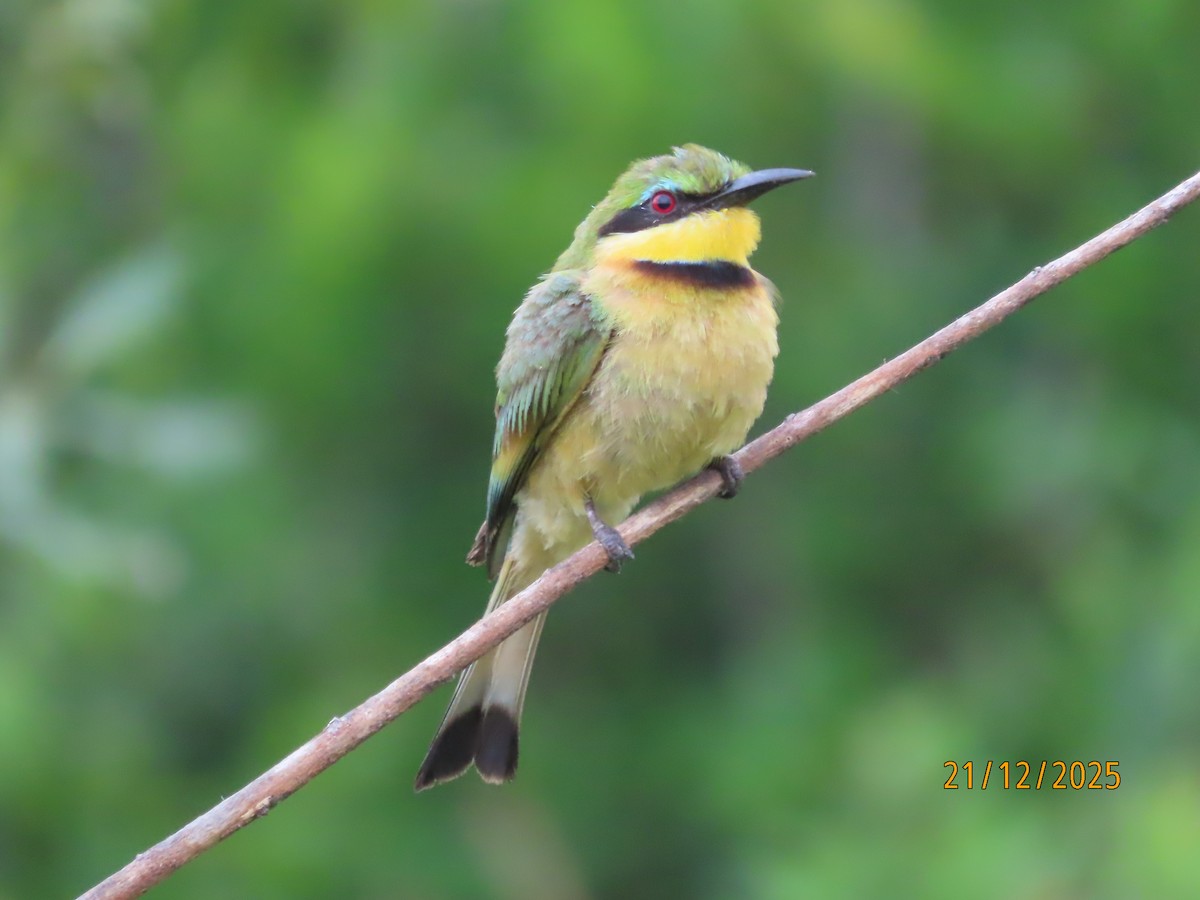 Little Bee-eater - ML647288183