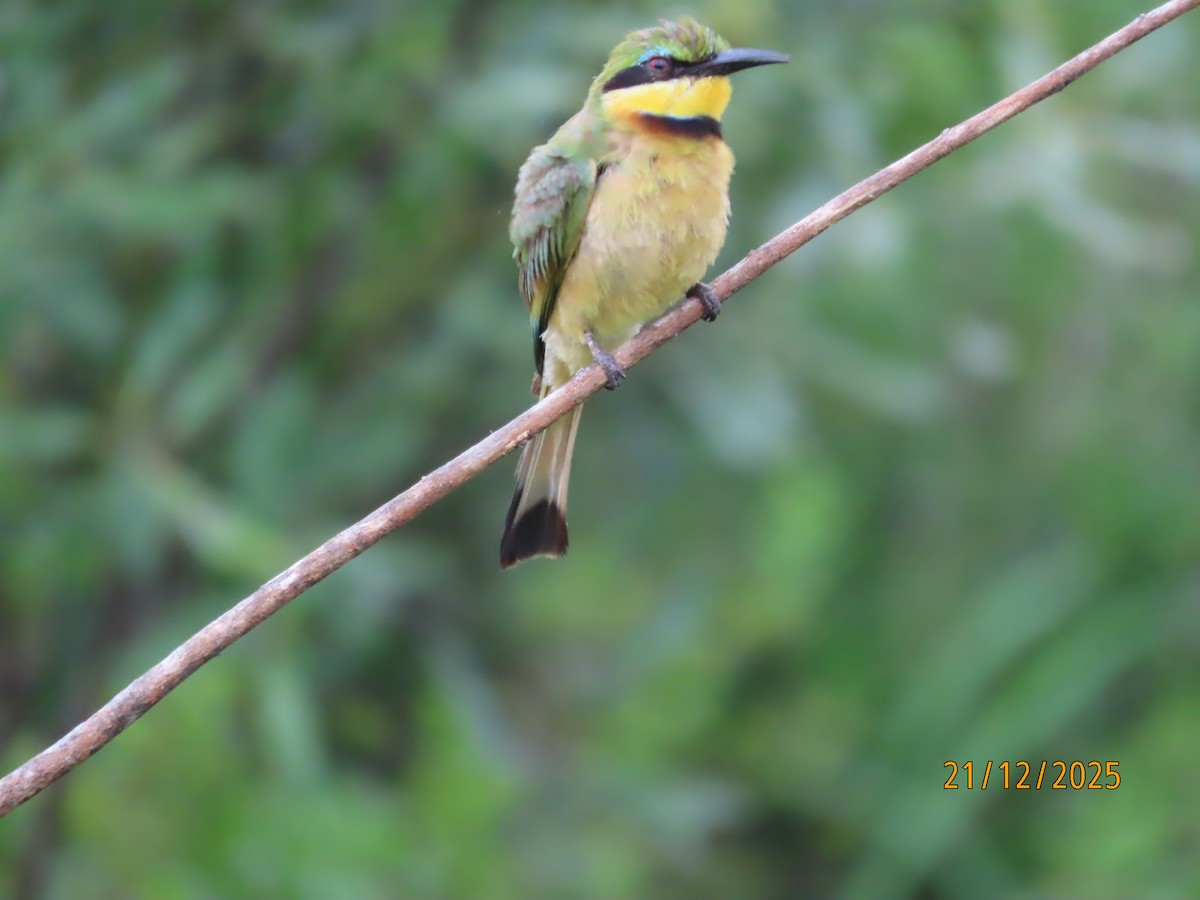 Little Bee-eater - ML647288184