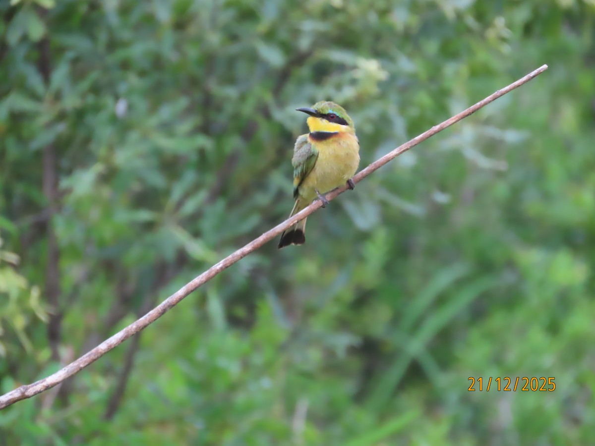 Little Bee-eater - ML647288185