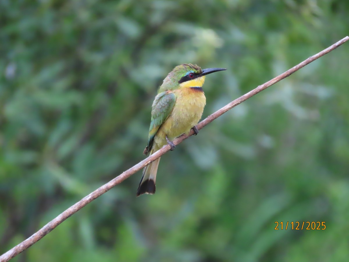 Little Bee-eater - ML647288186