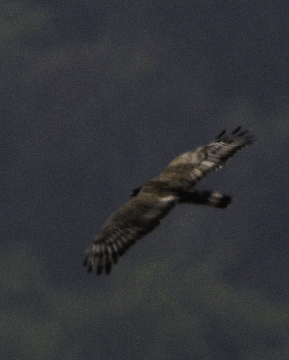 אייה מזרחית - ML647288188