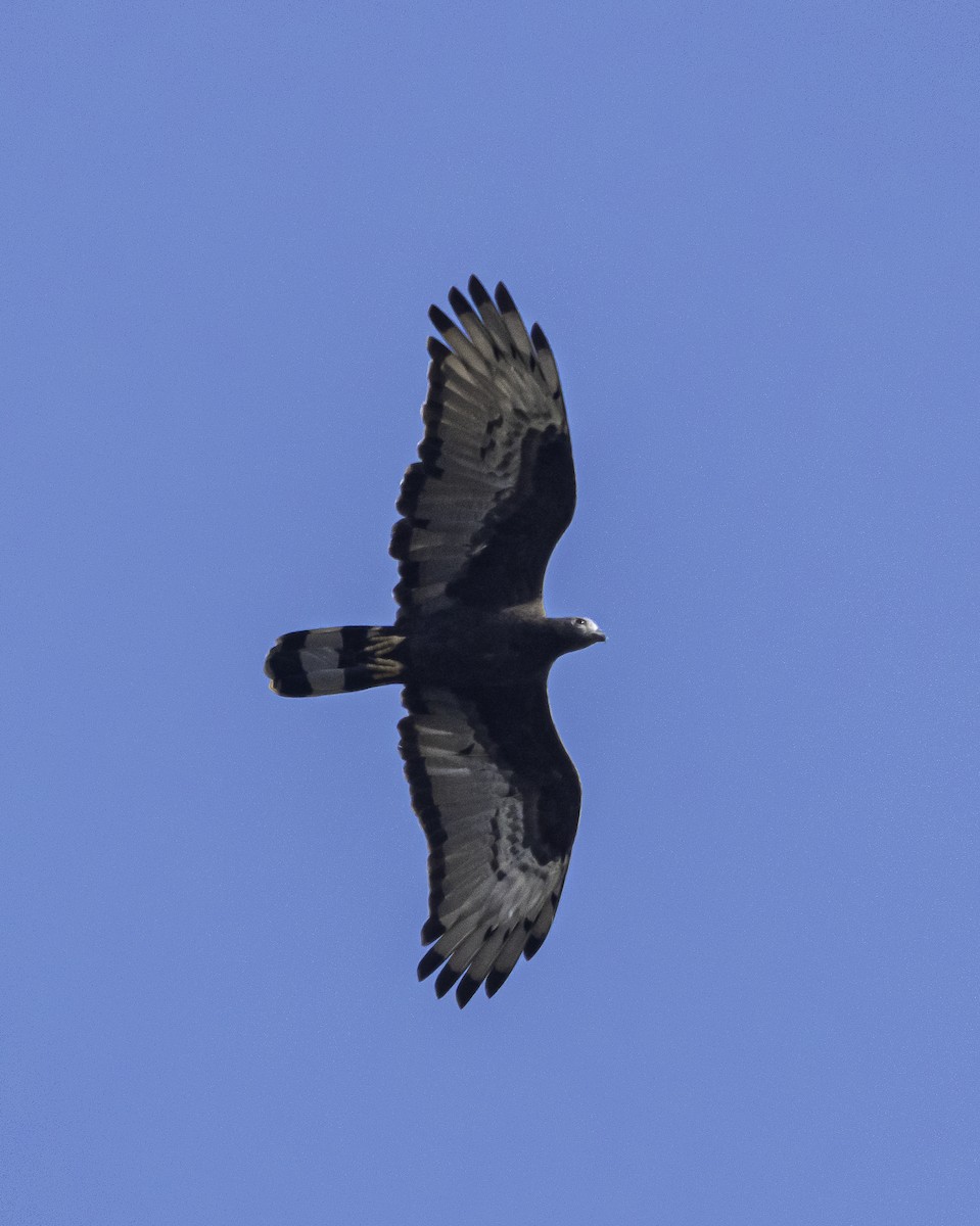 אייה מזרחית - ML647288189