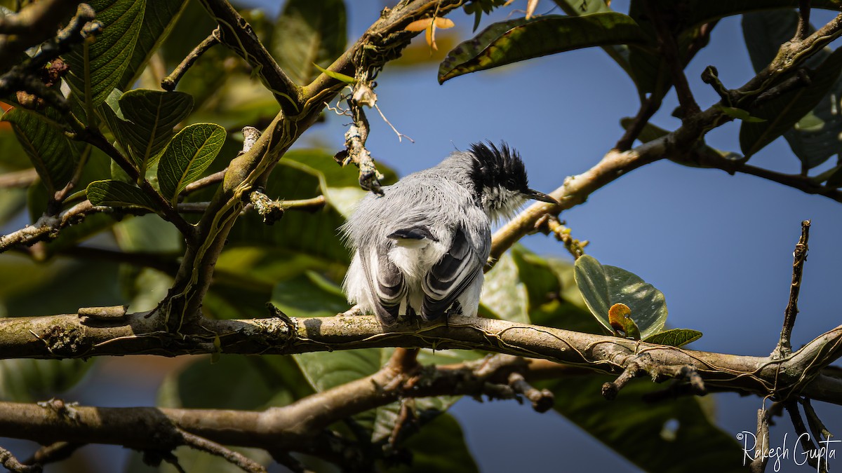 Tropikal Bitkuşu - ML647288192